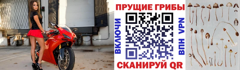 Псилоцибиновые грибы прущие грибы  omg   Завитинск 